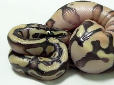 Nice Ball Python - Kevin McCurley