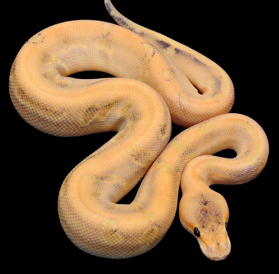 Pumpkin Pie Ball Python 15 Images - What Is Your Favorite Ba