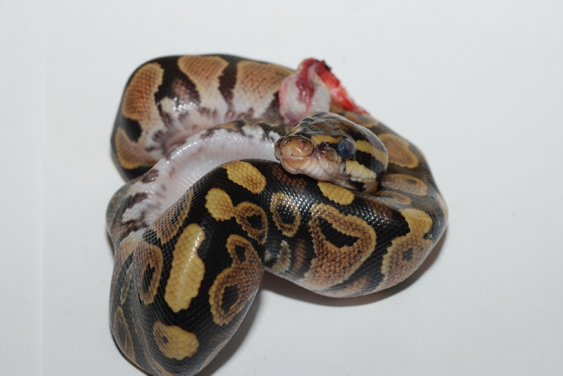 View topic - Ball python lover post here. - Chicken Smoothie