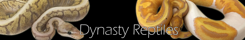 Dynasty Reptiles