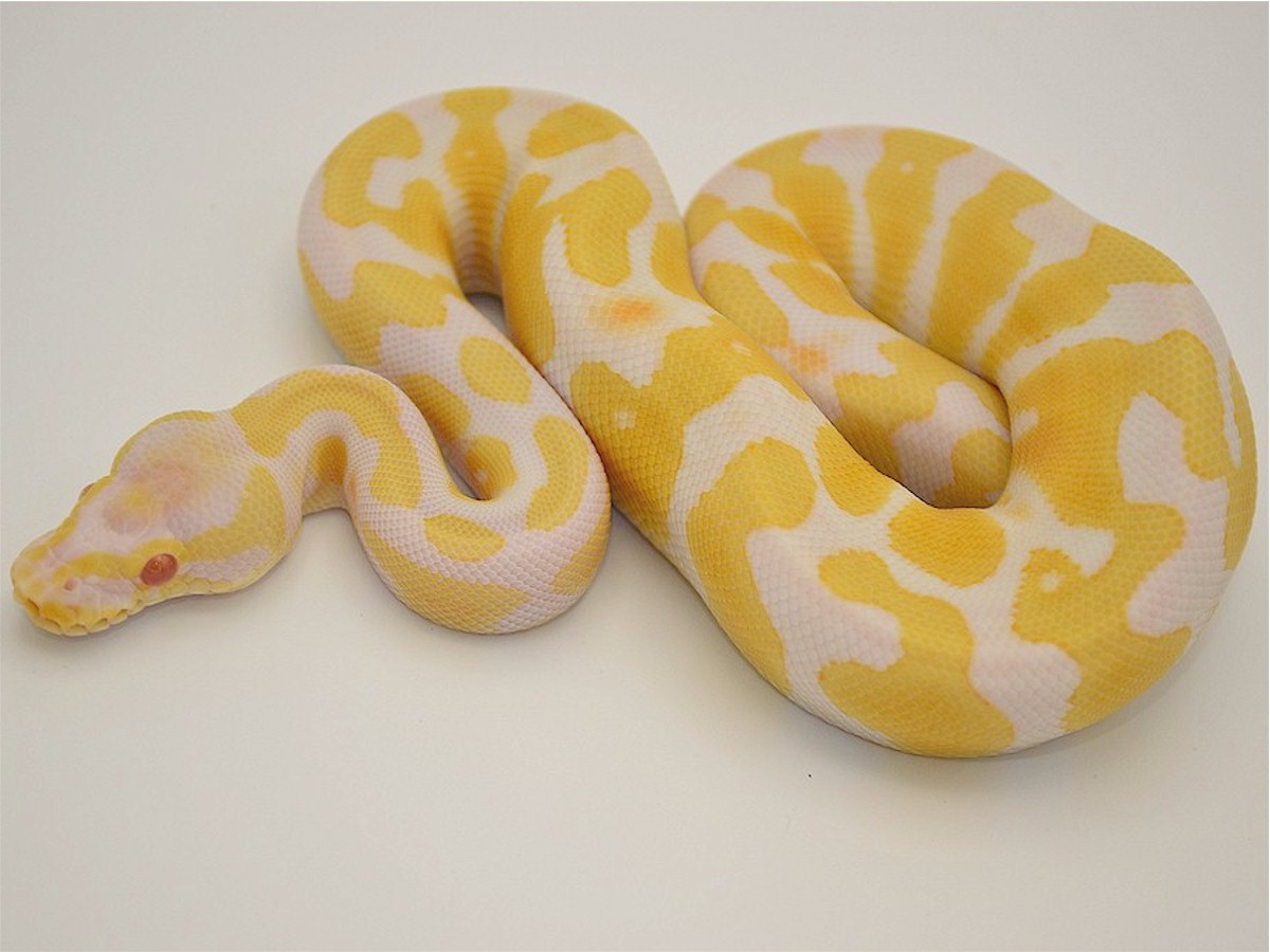 Albino Panther TII Pastel