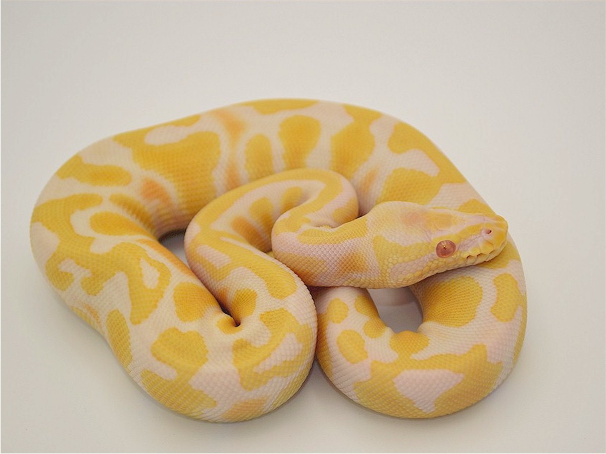 Albino Panther TII Pastel