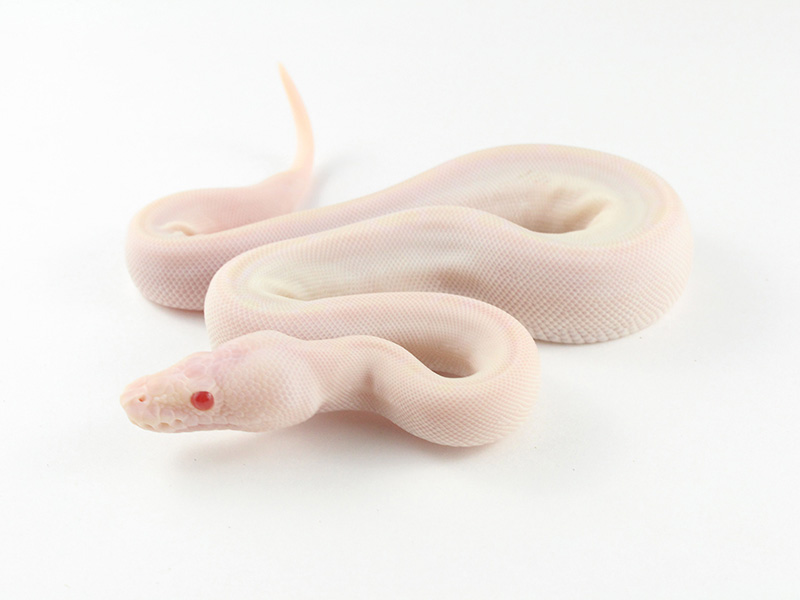 Albino Axanthic Champagne - Jolliff