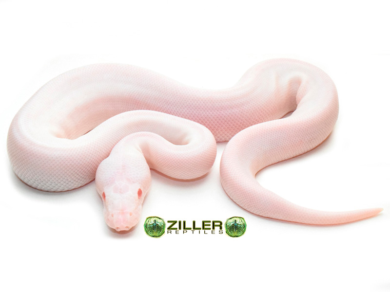 Albino Axanthic Champagne - VPI Line