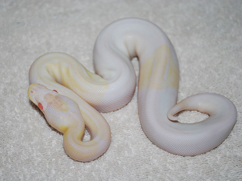 Albino Axanthic Piebald - VPI Line