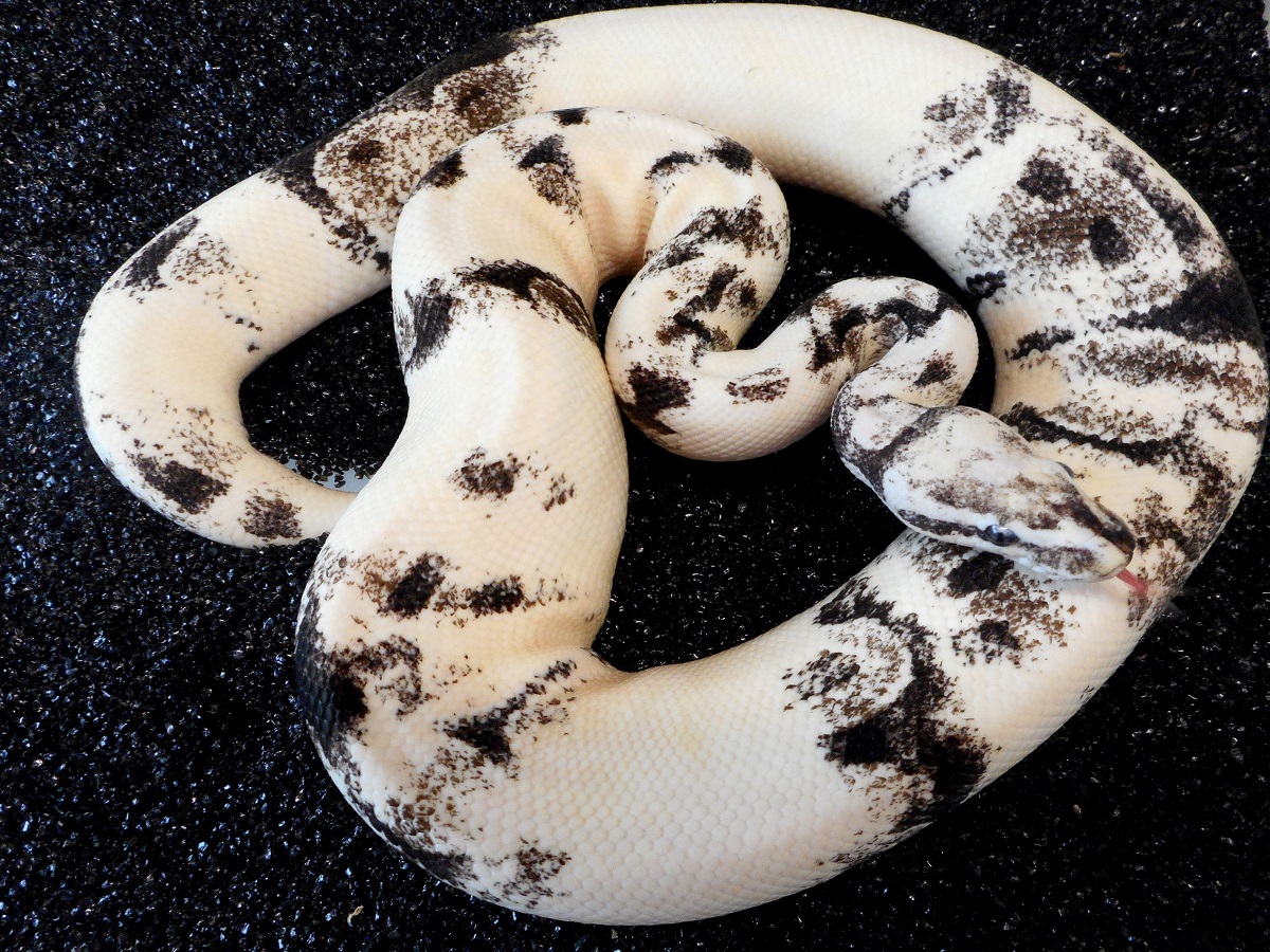 Albino Axanthic Whitewash