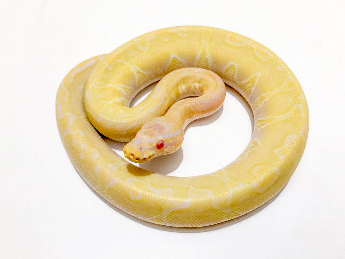 Albino Bamboo Enchi