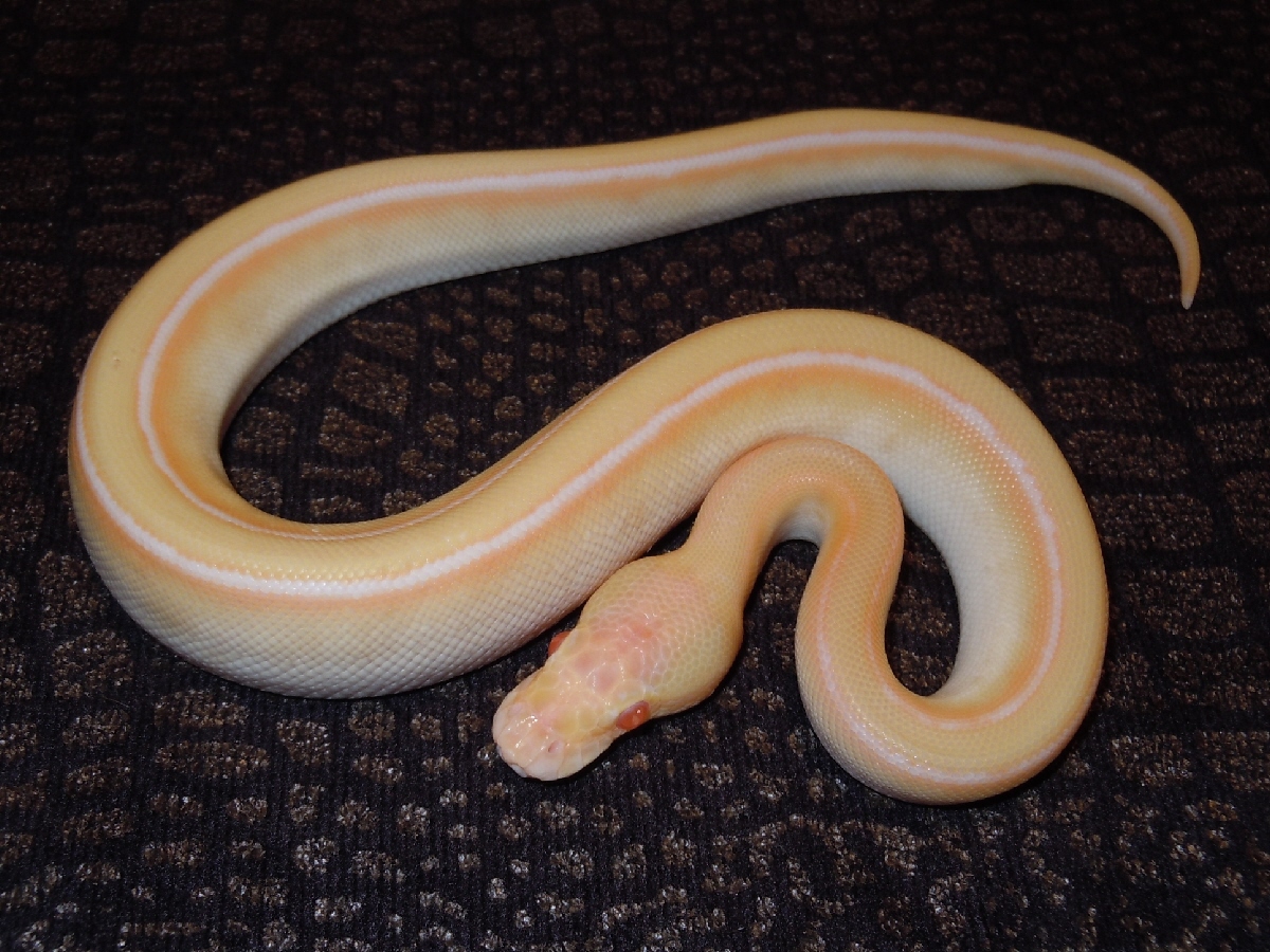 Albino Banana Ball Genetic Stripe Lesser