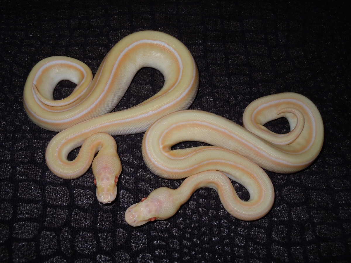 Albino Banana Ball Genetic Stripe Lesser