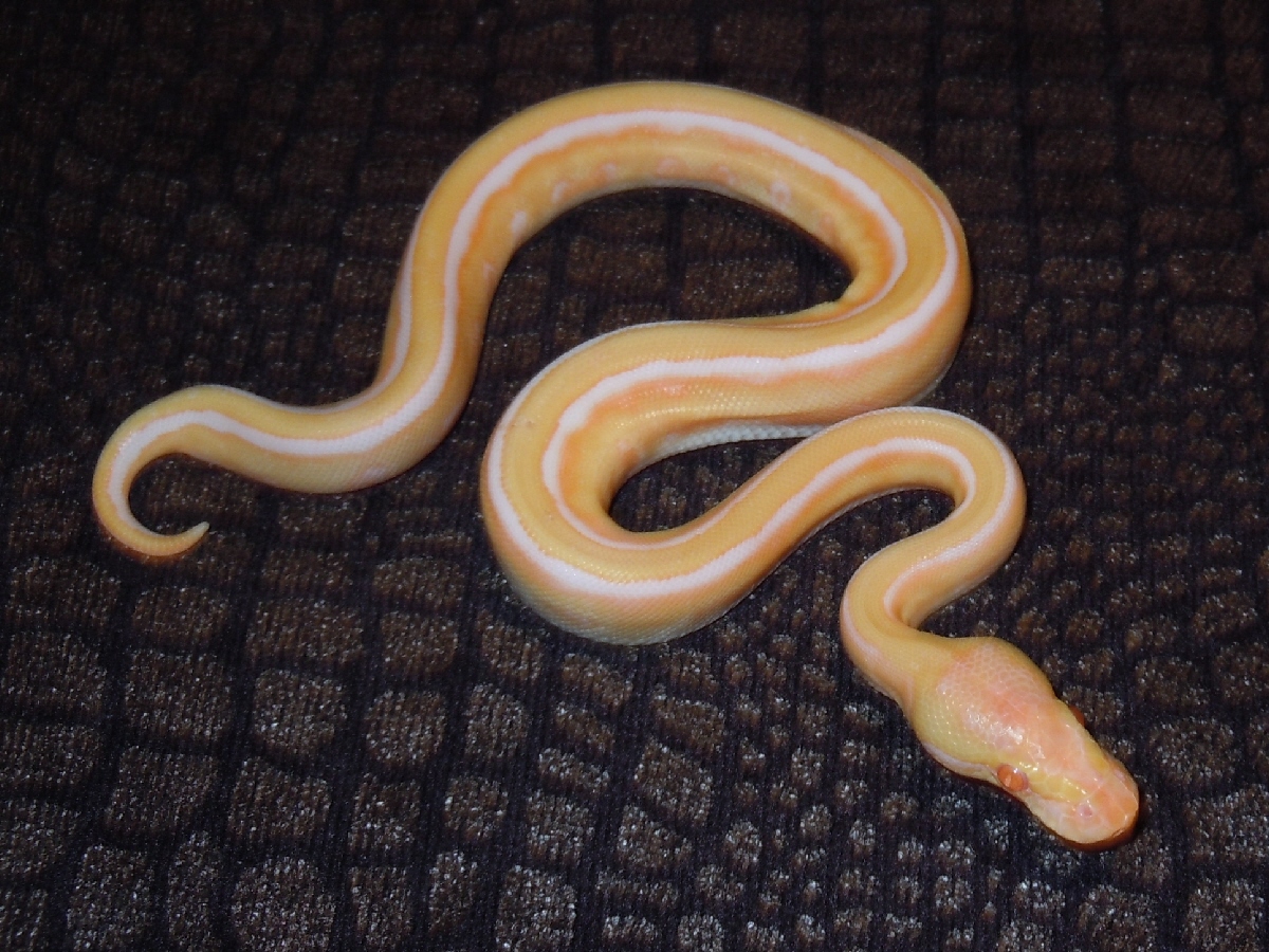 Albino Banana Ball Genetic Stripe