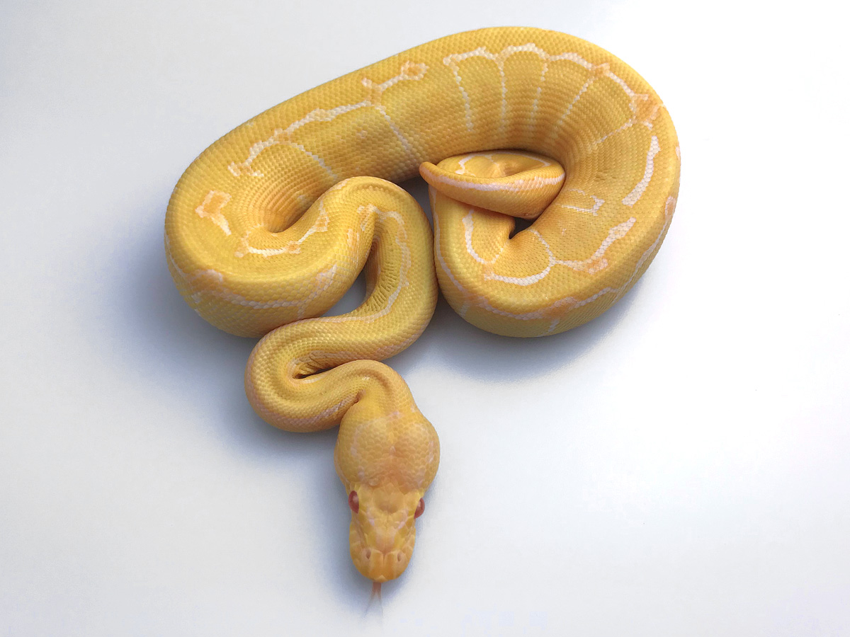 Albino Banana Pinstripe