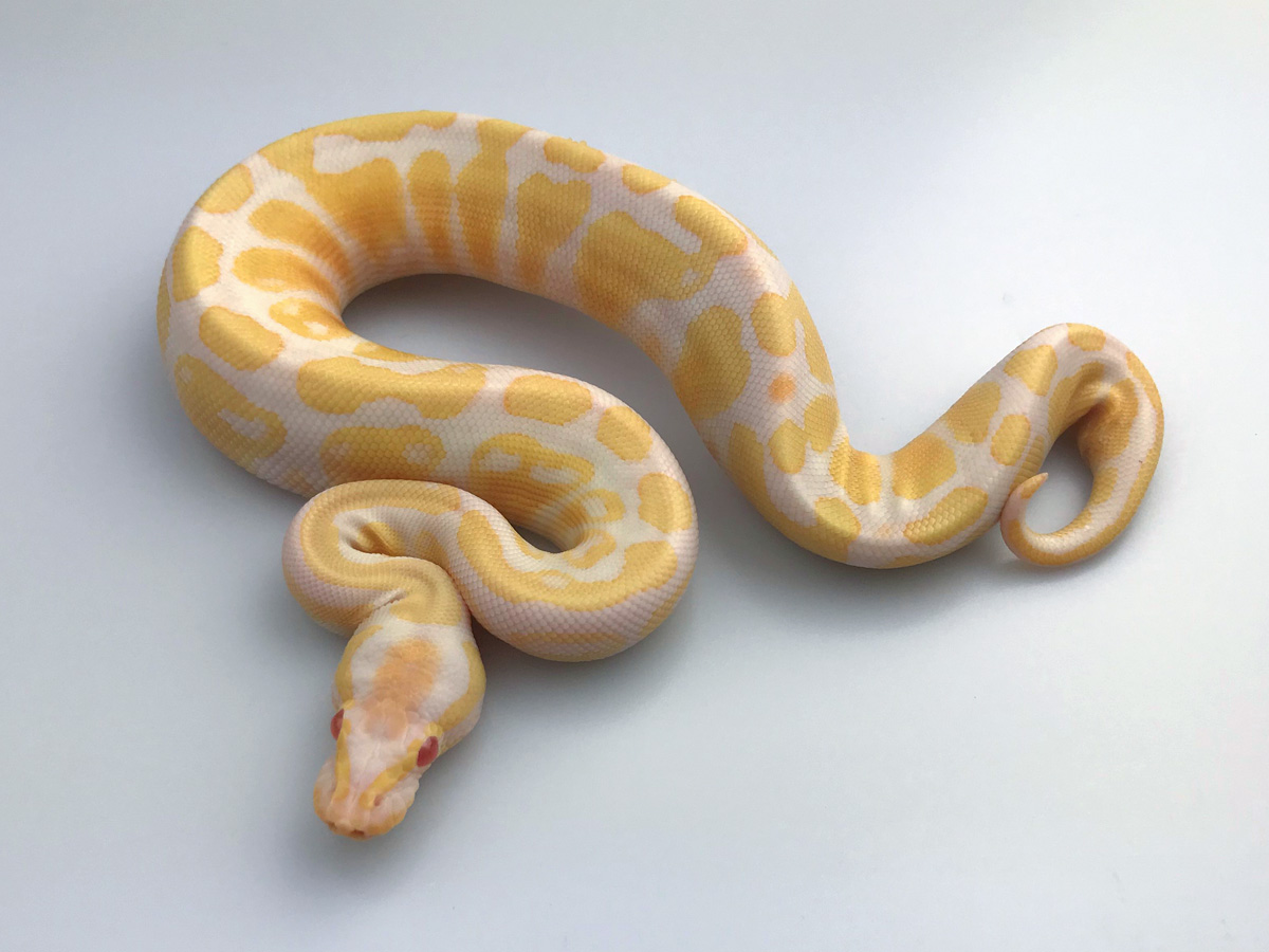 Albino Banana