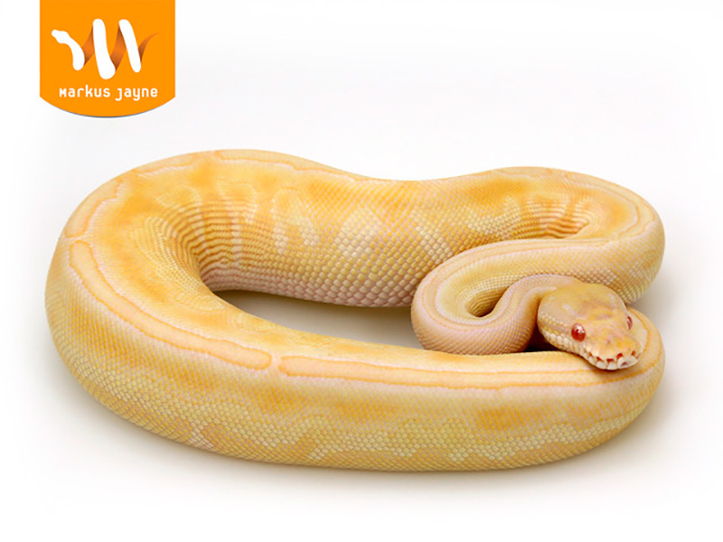 Albino Black Pastel Butter