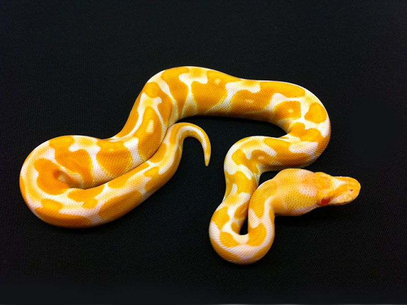 Albino Black Pastel Enchi