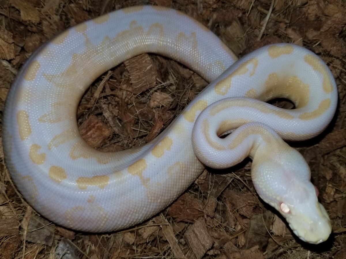 Albino Black Pastel Ghi