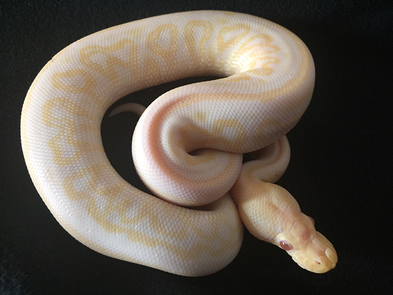 Albino Black Pastel Het Red Axanthic