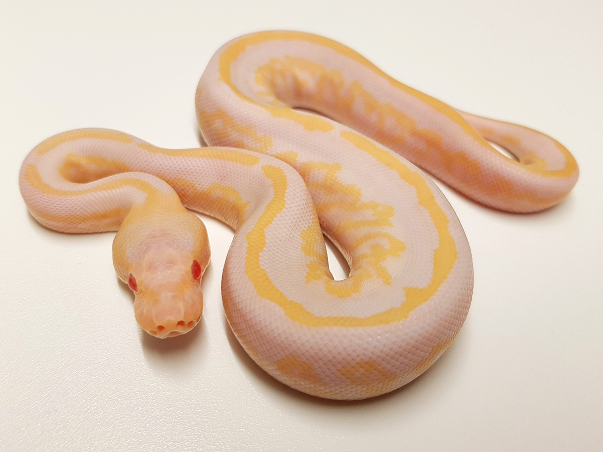 Albino Black Pastel Mahogany