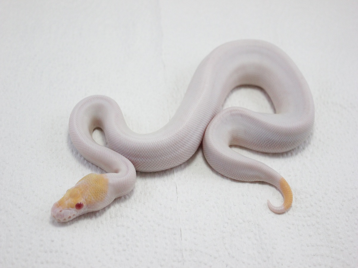 Albino Black Pastel Mojave Piebald
