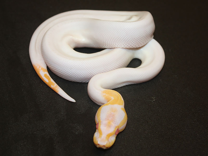 Albino Black Pastel Pied