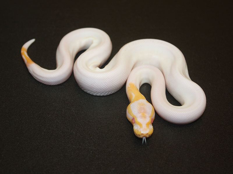 Albino Black Pastel Pied