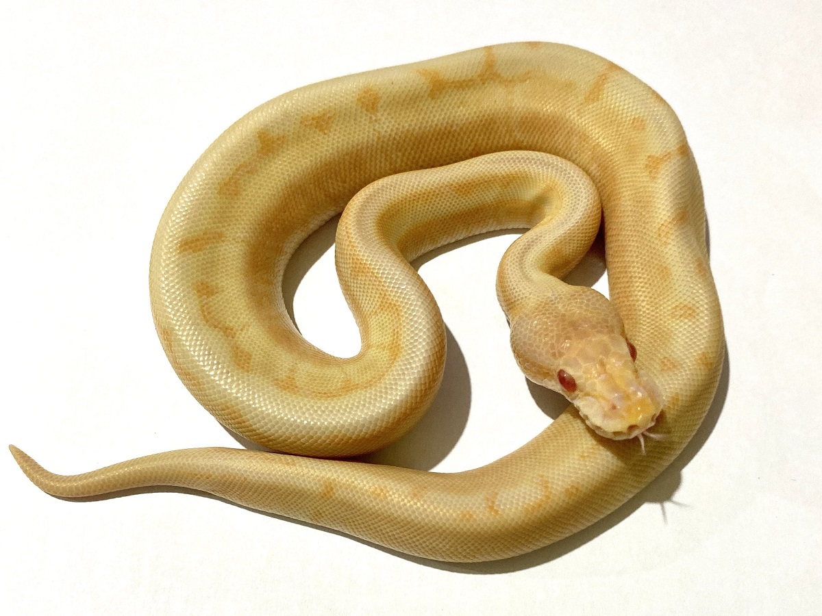 Albino Black Pastel Pinstripe Spider