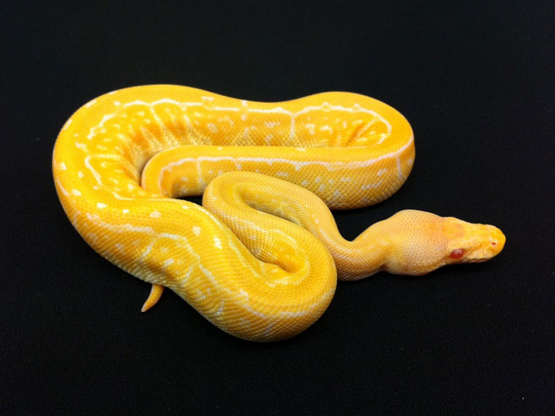 Albino Black Pastel Pinstripe