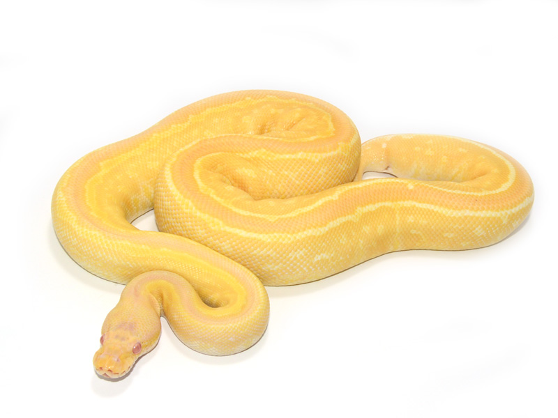 Albino Black Pastel Pinstripe