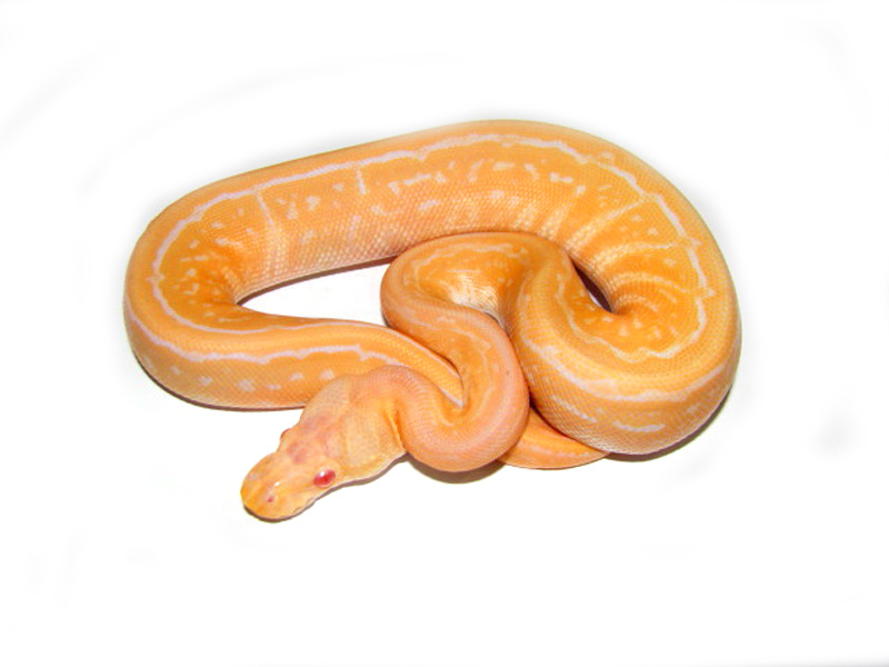 Albino Black Pastel Pinstripe