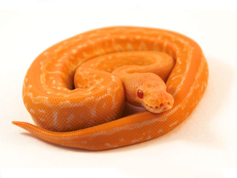 Albino Black Pastel Pinstripe