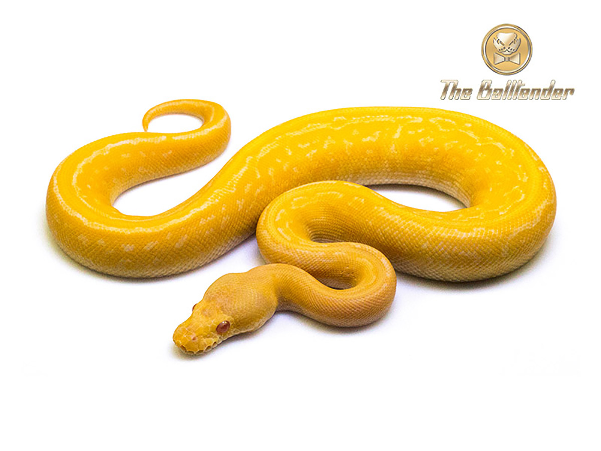 Albino Black Pastel Pinstripe