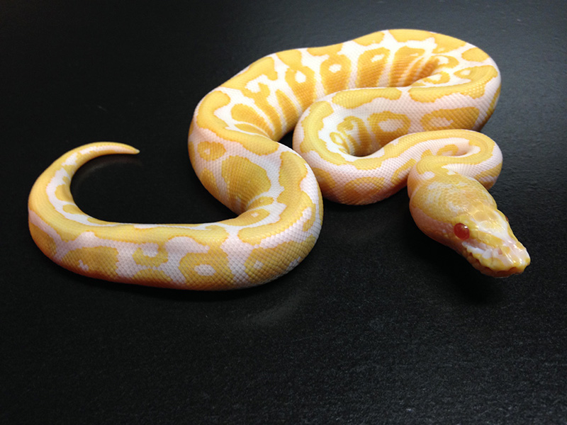 Albino Black Pastel Spotnose