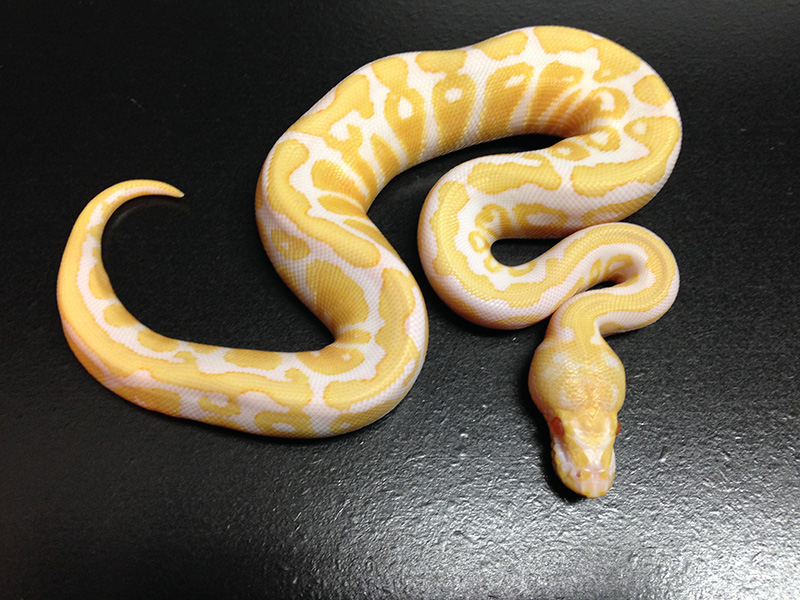 Albino Black Pastel Spotnose