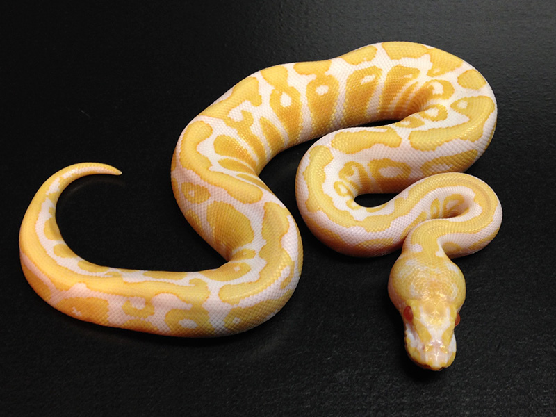 Albino Black Pastel Spotnose