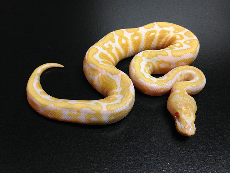 Albino Black Pastel Spotnose