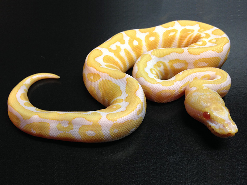 Albino Black Pastel Spotnose