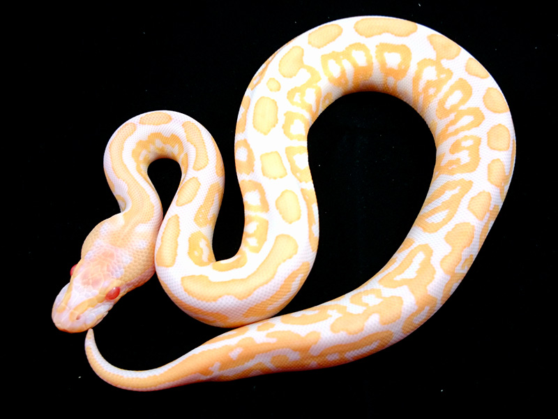 Albino Black Pastel Spotnose