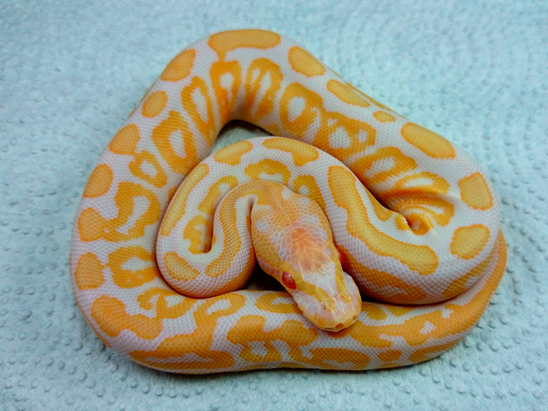 Albino Black Pastel Spotnose