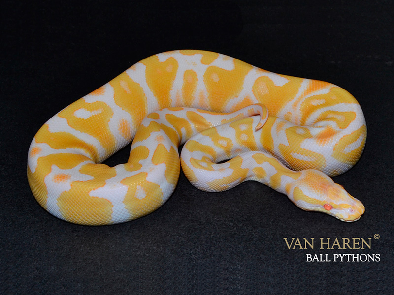 Albino Black Pastel Yellow Belly