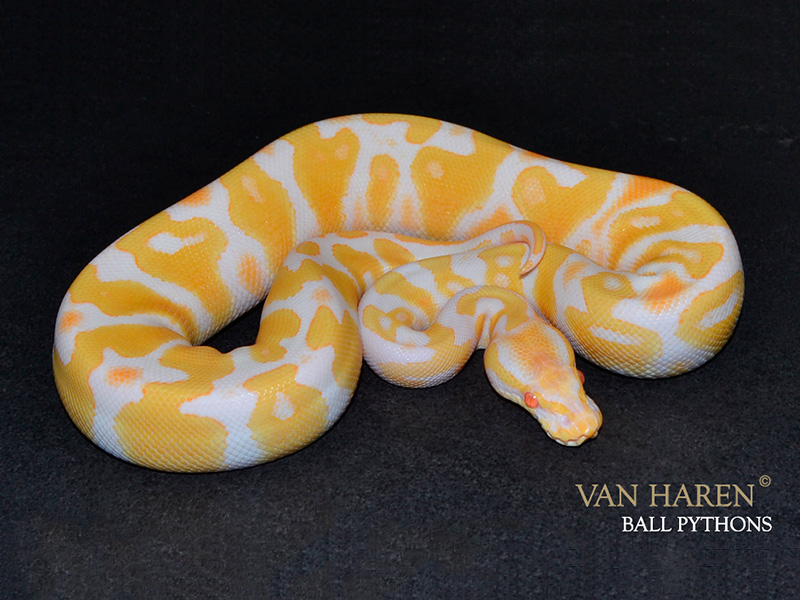 Albino Black Pastel Yellow Belly