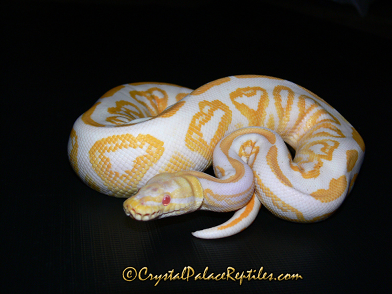 Albino Black Pastel