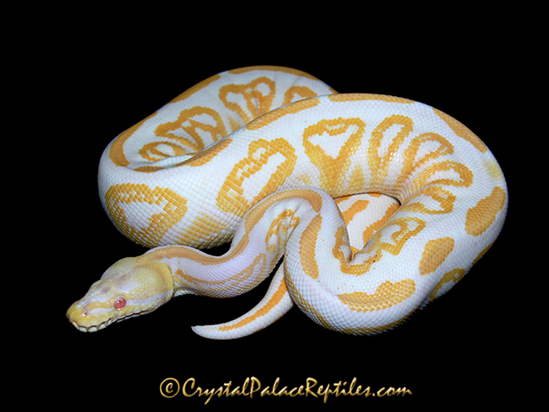 Albino Black Pastel