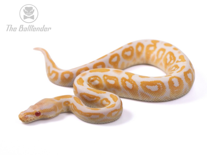 Albino Black Pastel