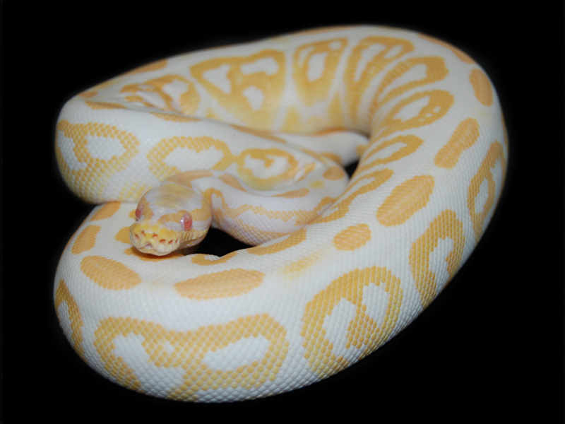 Albino Black Pastel