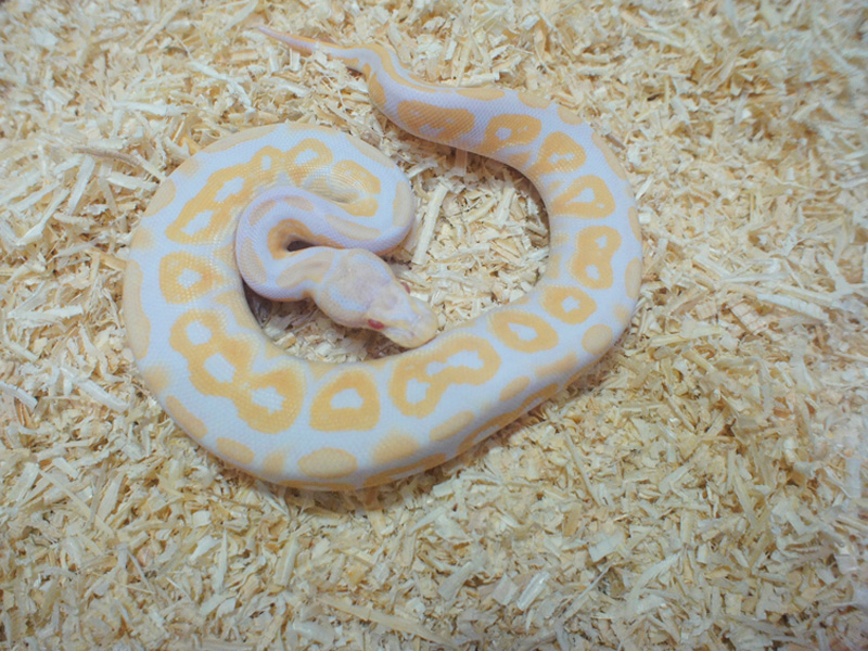 Albino Black Pastel