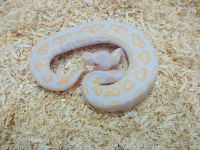 Albino Black Pastel