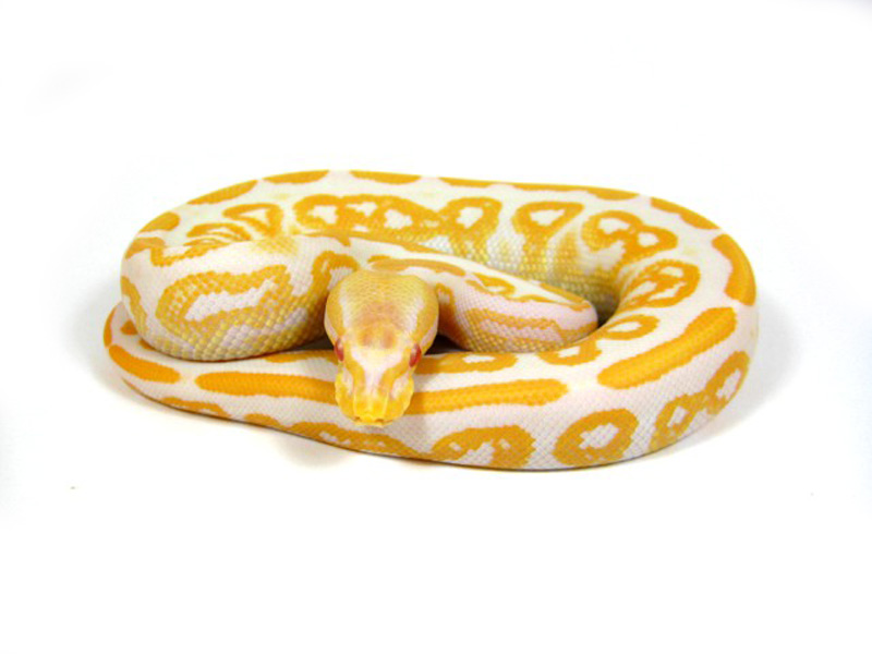 Albino Black Pastel