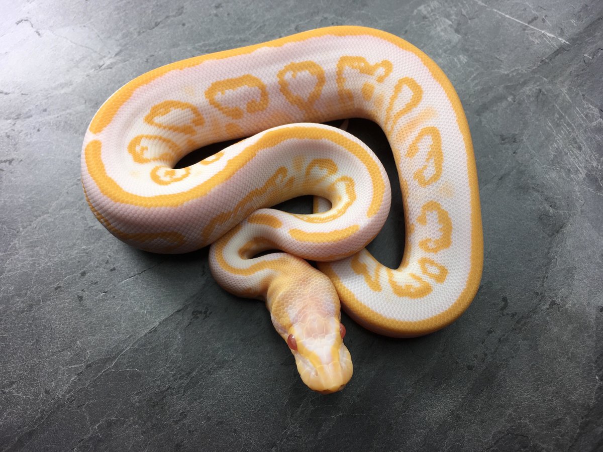 Albino Black Pastel