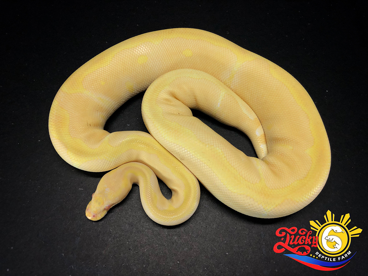 Albino Blade Clown