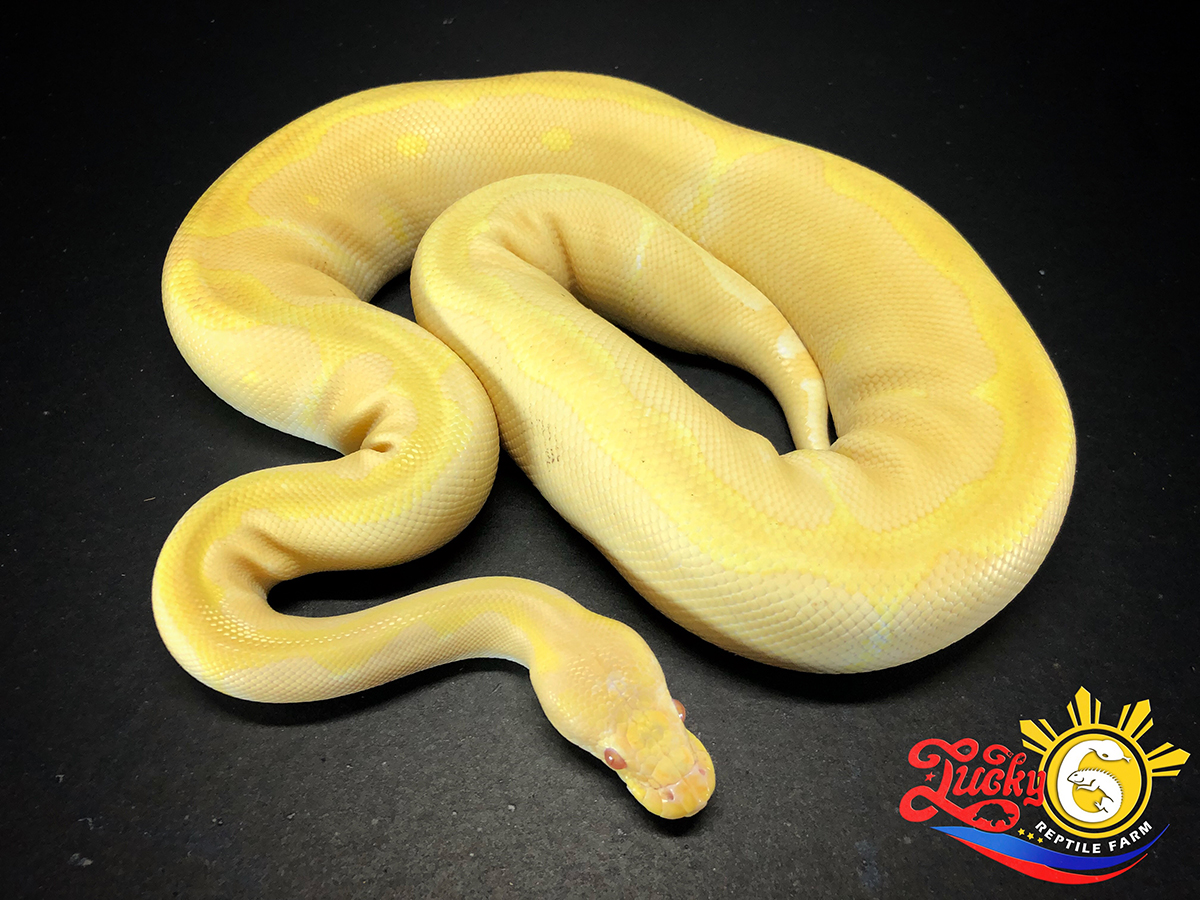 Albino Blade Clown