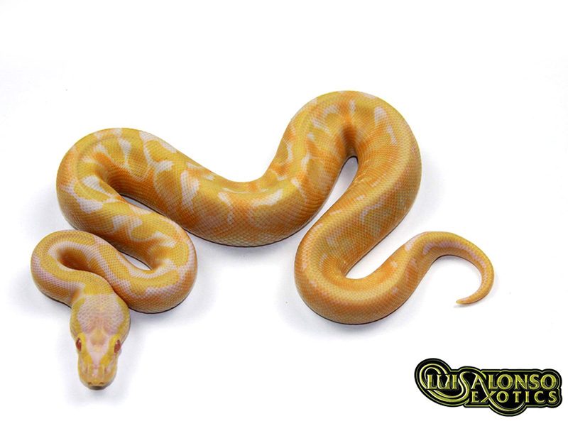 Albino Calico Enchi Fire Pastel